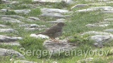 Video of Song Thrush - Song Thrush is eating in the forest